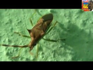 LA FAUNE DE NIHIT LES INSECTES- IBER3OUCHEN