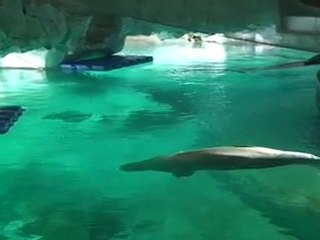 Crean un sistema para entender a las ballenas beluga