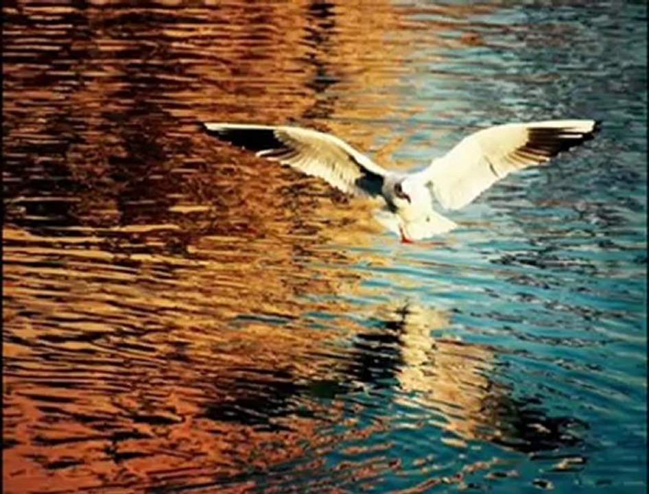 BİR ÖZLEMİN İZDÜŞÜMÜ & İLKAY AKKAYA