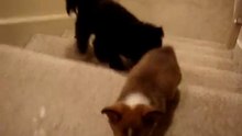 Puppy Climbing Stairs With A Little Help