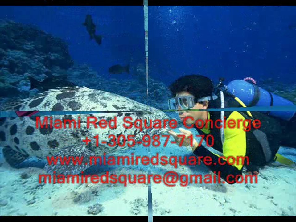 ПОДВОДНОЕ ПЛАВАНИЕ И ДРУГИЕ ВИДЫ СПОРТА В МАЙАМИ.