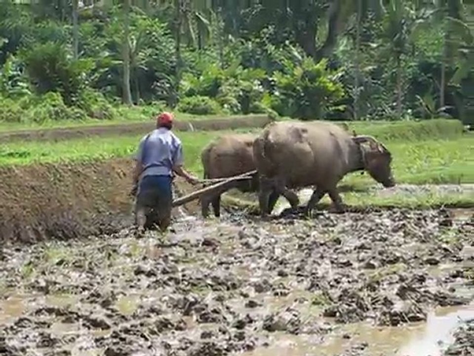 Labourage dans les rizières sur la route de Pasir Putih