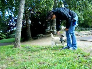 dolbie cairn terrier