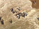 Stranded Baby Whale Rescued Back to Sea