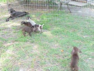 Chiots Braque Allemand jeux et ballade