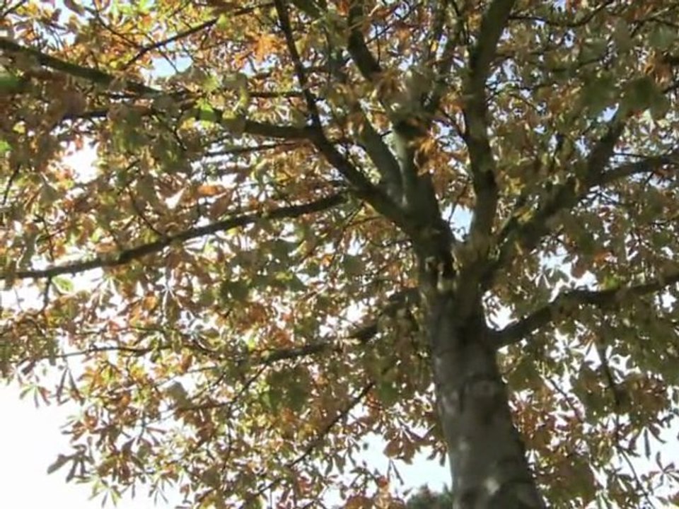 Une chenille des Balkans s'attaque aux marronniers de Paris