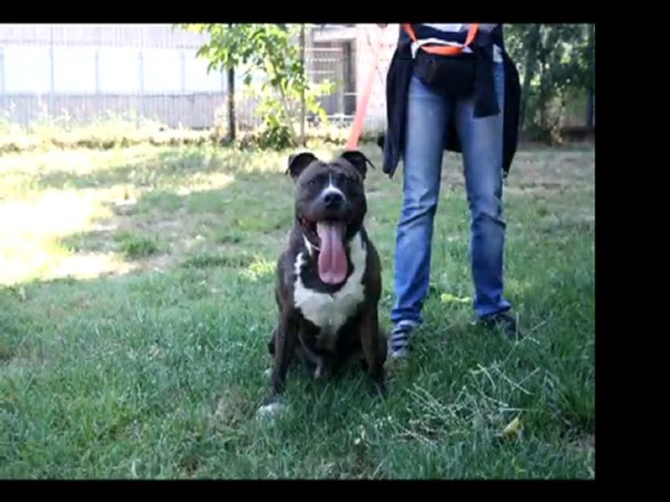 Entrainement BULLY MAX