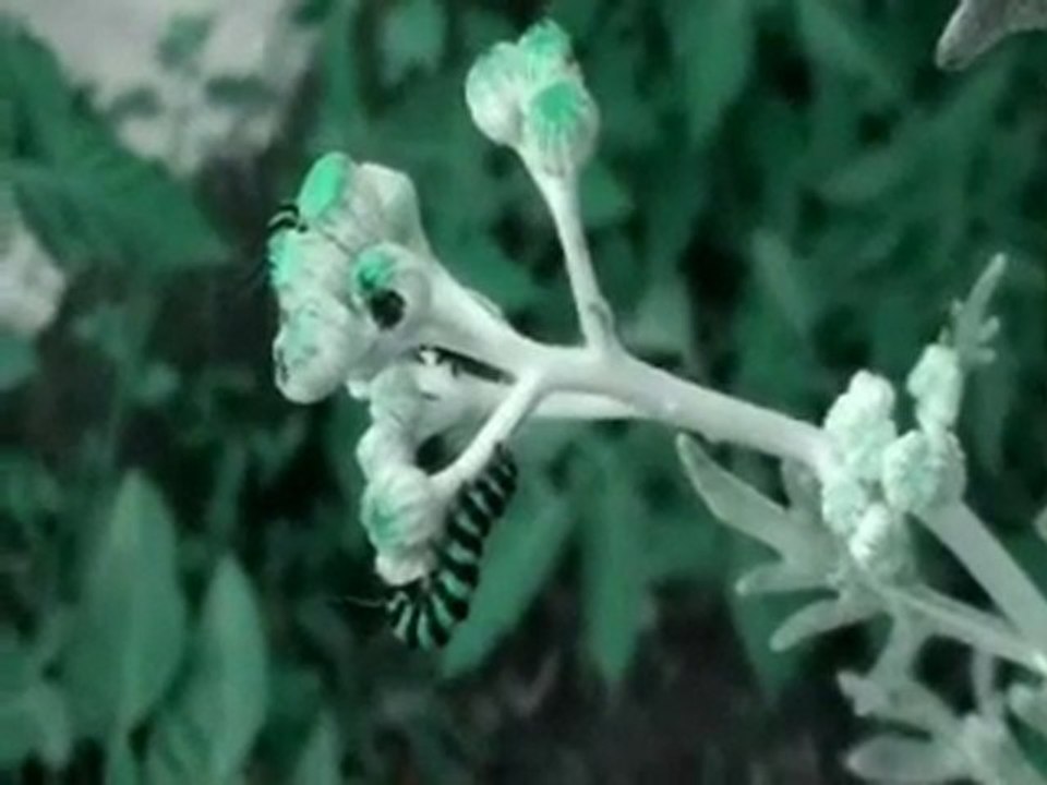 King Looping - Progressive Dub (extrait)