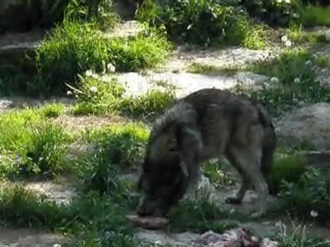 Parc de Sainte-Croix - Les loups gris par Kinou