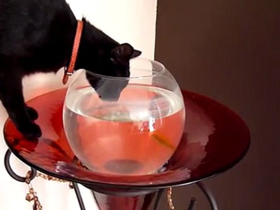 mon chat et mon poisson