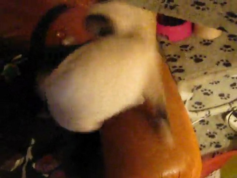 chaton