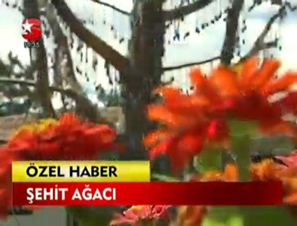 ŞEHİT AĞACININ DALLARINDA YER KALMADI!