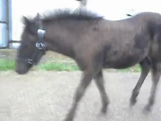 BLUE NIGHT 2 mois. Balade du 04/08/2011. 1) SDC11279