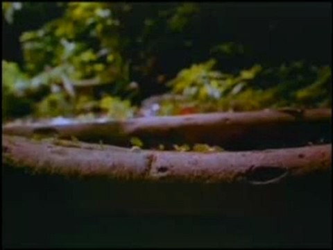 karinca mucizesi tarim yapan karincalar karincalarin organizasyonu