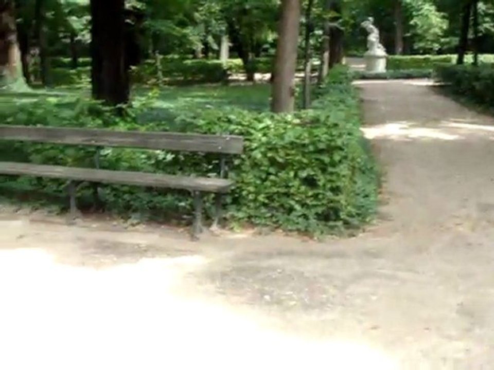 chasse aux pigeons
