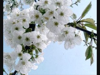 INTELLECT ! SAGESSE !