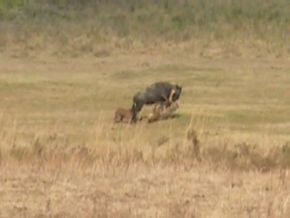 Leonessa e iena contro gnu