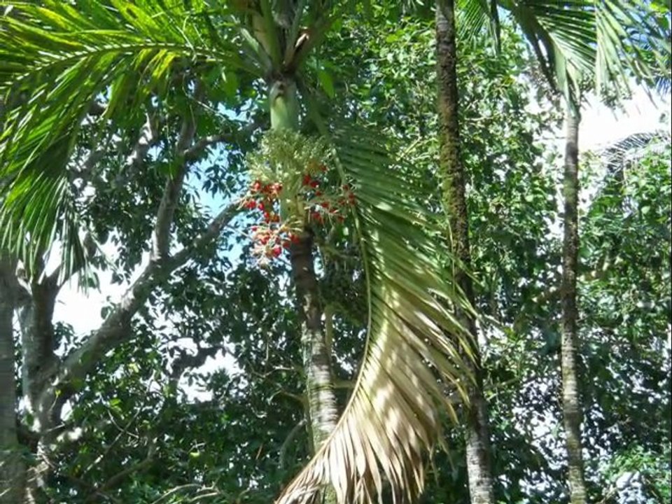 Montage photos  terre  Ile Maurice vacances 2011