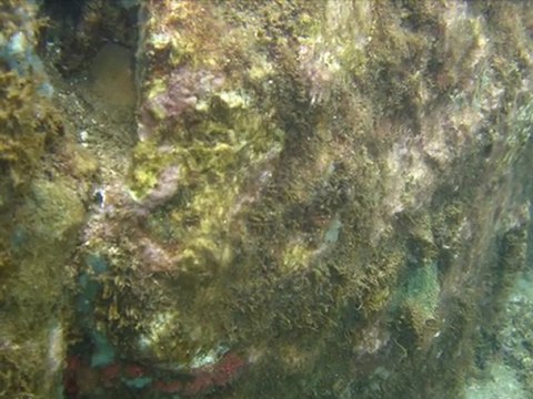 Montage photos sous marines Guadeloupe vacances 2007