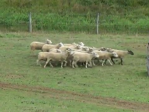 Cocumont: Elsa et ses brebis