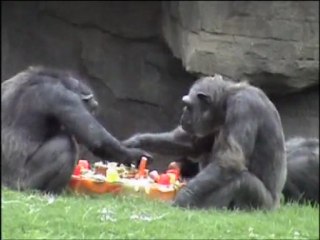 Bioparc Valencia celebra el 24 cumpleaños de la chimpancé Chispi