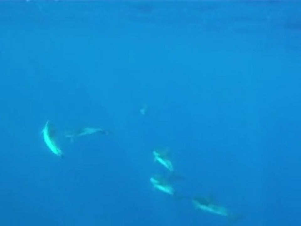DAUPHINS BLEUS ET BLANCS DE CORSICA MARE OSSERVAZIONE
