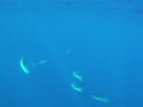 DAUPHINS BLEUS ET BLANCS DE CORSICA MARE OSSERVAZIONE