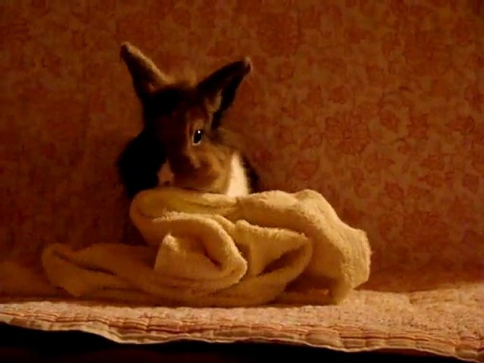 Instinct animal 2