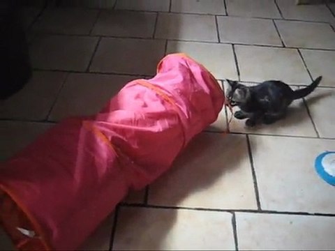 Les nouveaux abandons d'août 2011 au refuge des chats