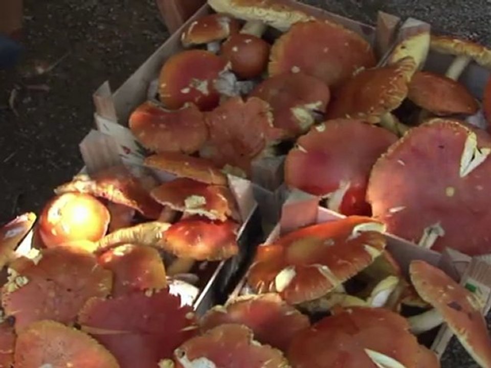 Regen lässt in frankreich die pilze aus der erde schießen