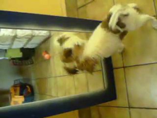 FELICIE DECOUVRE LE MIROIR