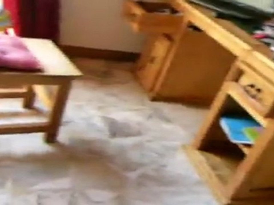 ELEVAGE DES PETITS AZTEQUES