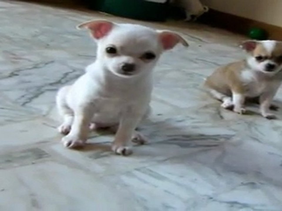 ELEVAGE DES PETITS AZTEQUES