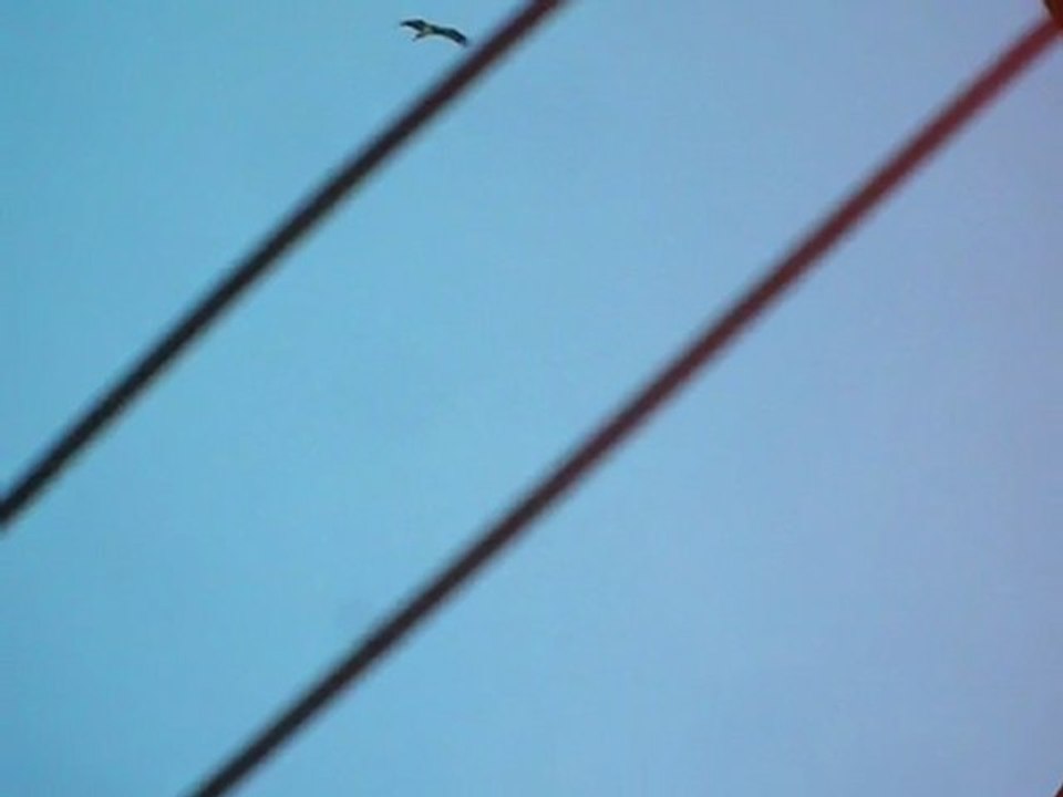 Cigognes noires bois de Fou 10 août  2011