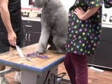 Midwest School of Pet Grooming | Dog Grooming School