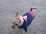 Namaste the Chihuahua Rescue, Running In Canada!