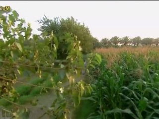 الريان الحلقة الحاديه عشر