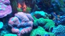fish fish and fish....