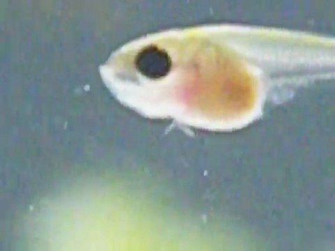 Alevin Betta splenden (voiles longs-salamender) de 14 jours.