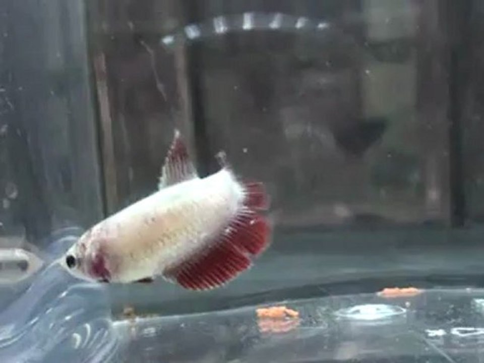 20110811082328