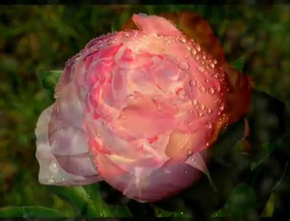 FİKRİMİN İNCE GÜLÜ & FARID FARJAD