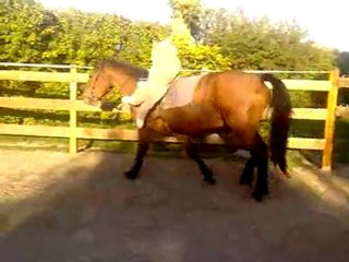 désensibilisation suite avec chien