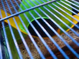 Lila joue et aperçus de Quickly dormant sur la maison