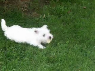 Goldy 6 et 7 semaines 20110809_35