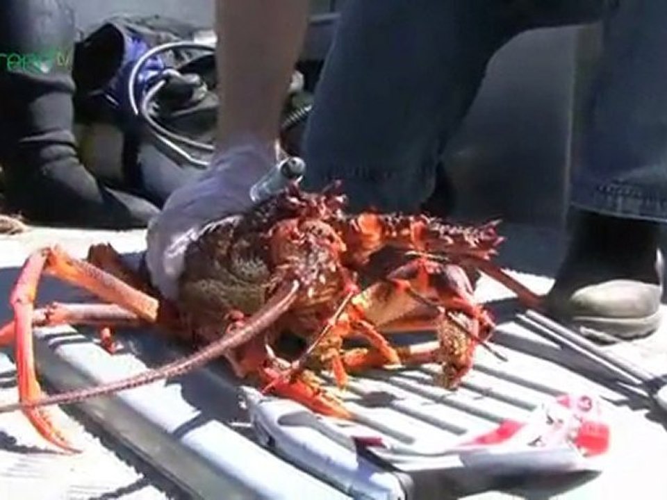 Maria Island Marine Reserve - Marine Science