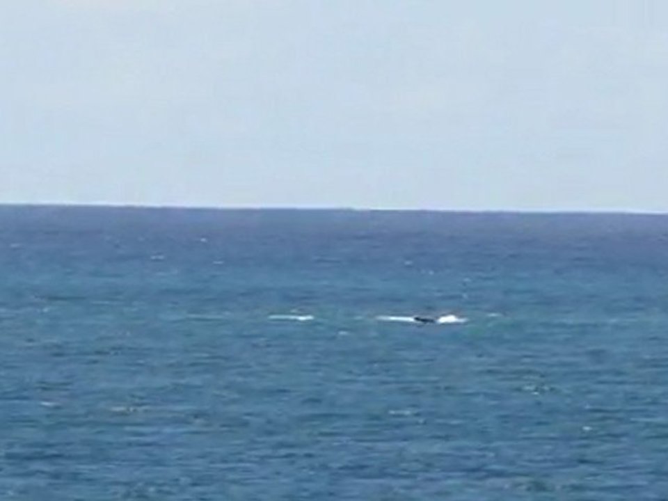 Baleines