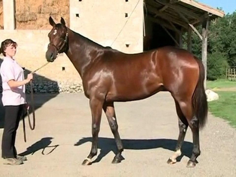 Lot 249  par LION HEART et  DIX HUIT - Haras des Granges