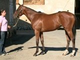 Lot 259 par FALCO et FAST STYLE - Haras des Granges
