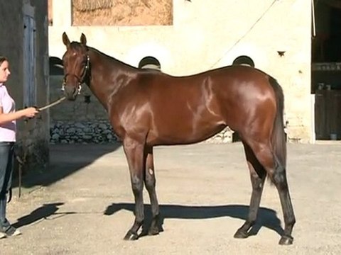 Lot 273 par SHAMARDAL et GHANAJ - Haras des Granges
