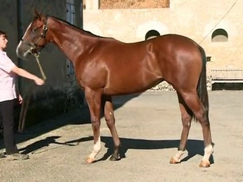 Lot 345 par ASTRONOMER ROYAL et MULLED WINE - Haras des granges